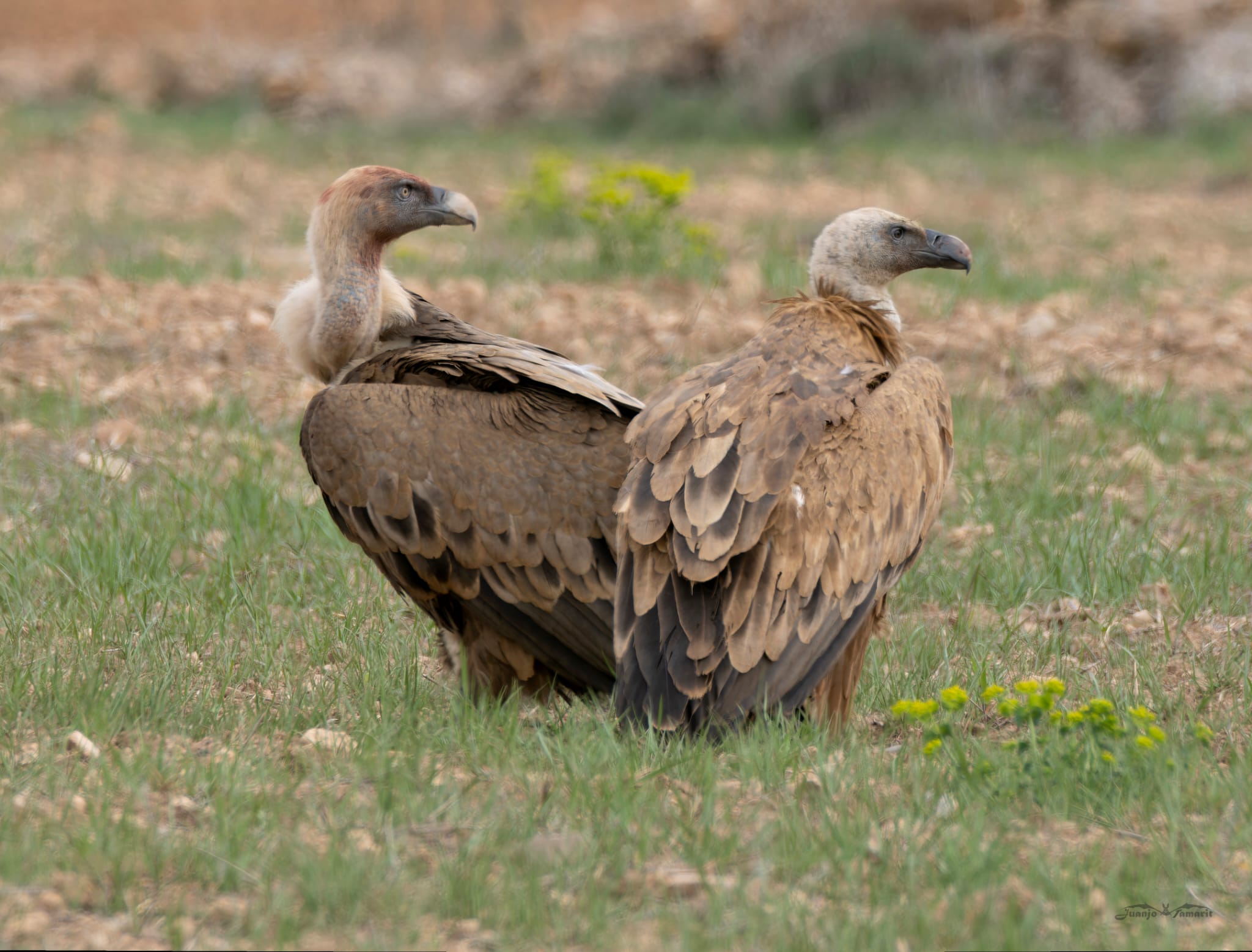Gyps fulvus