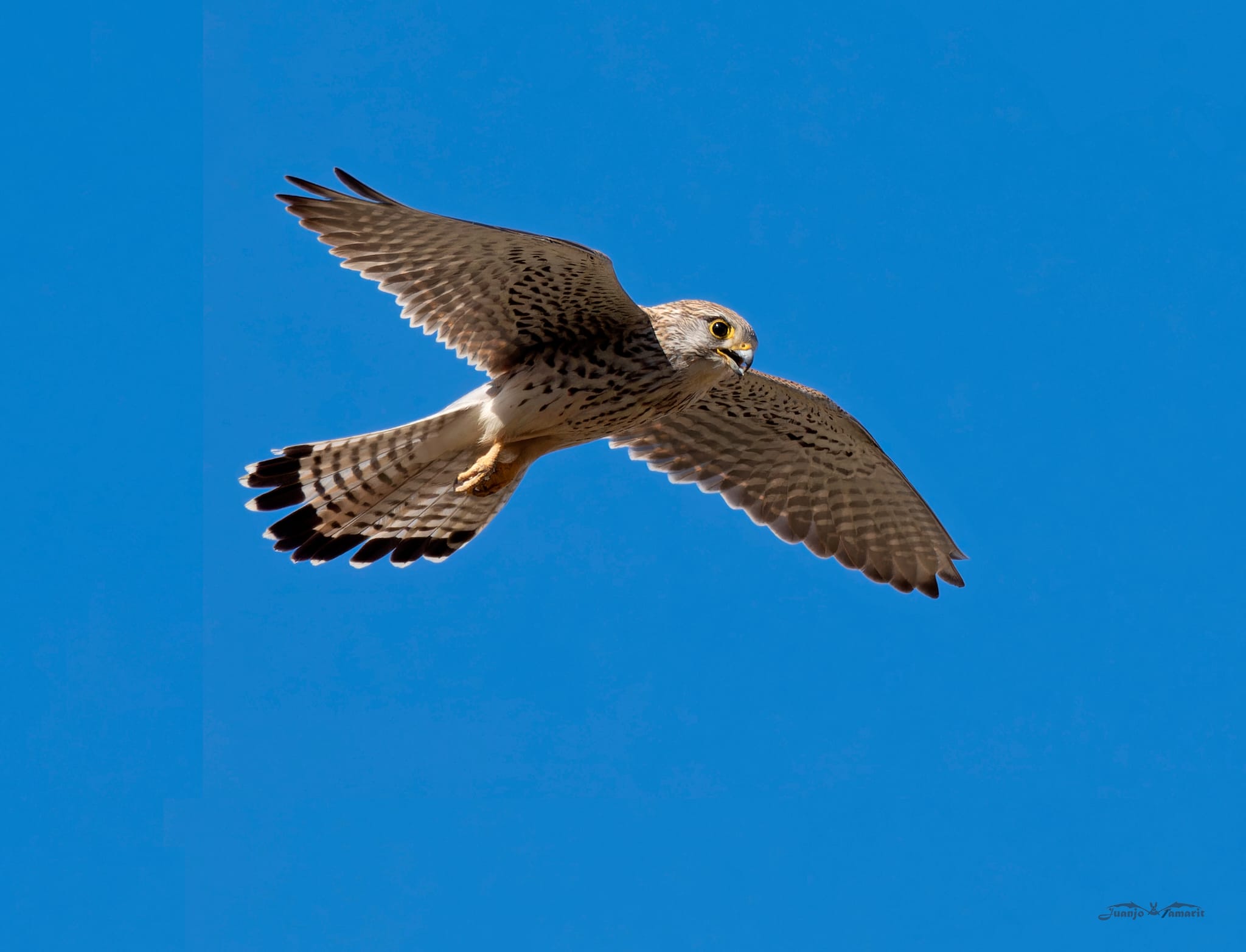 Falco tinnunculus