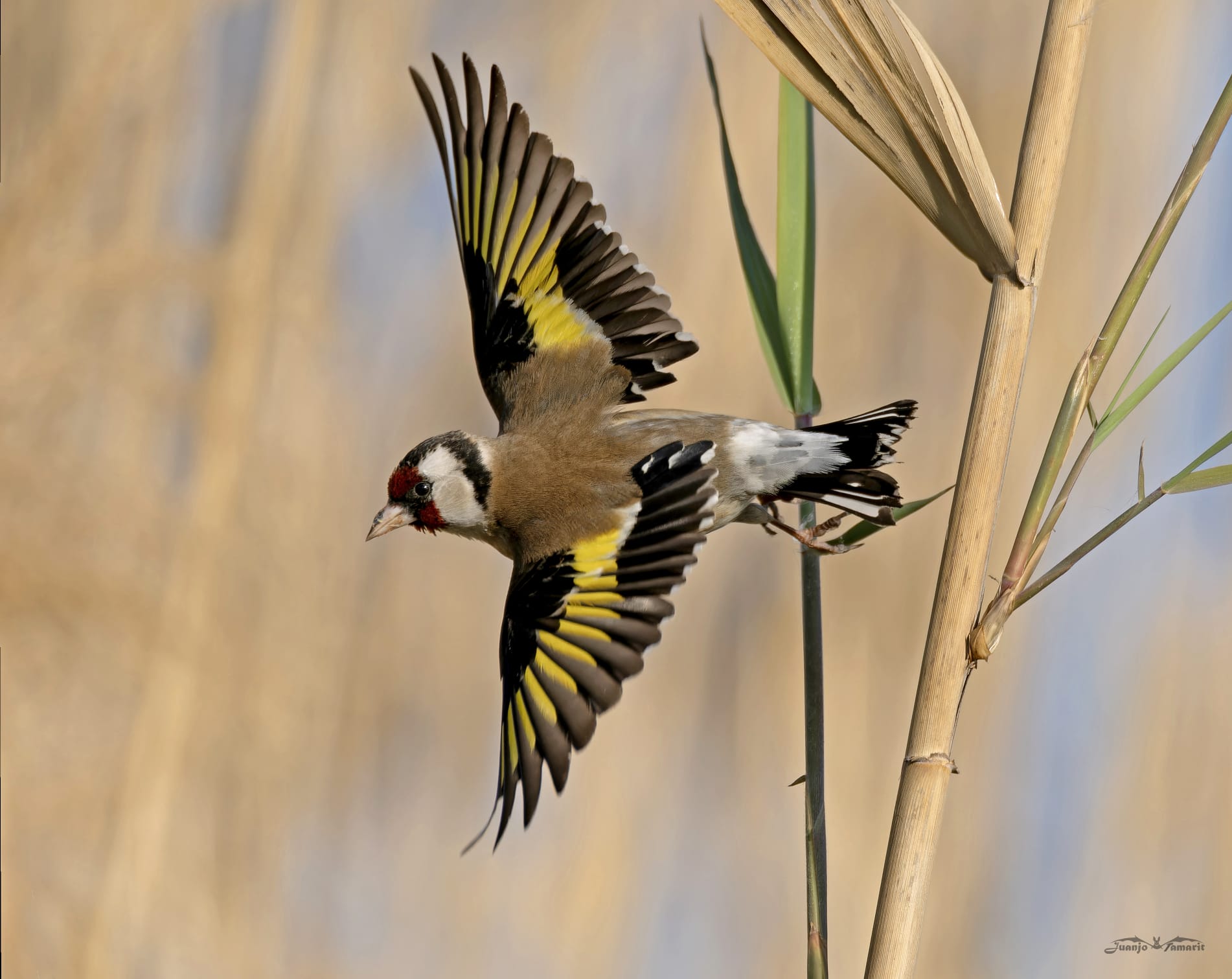 Carduelis carduelis