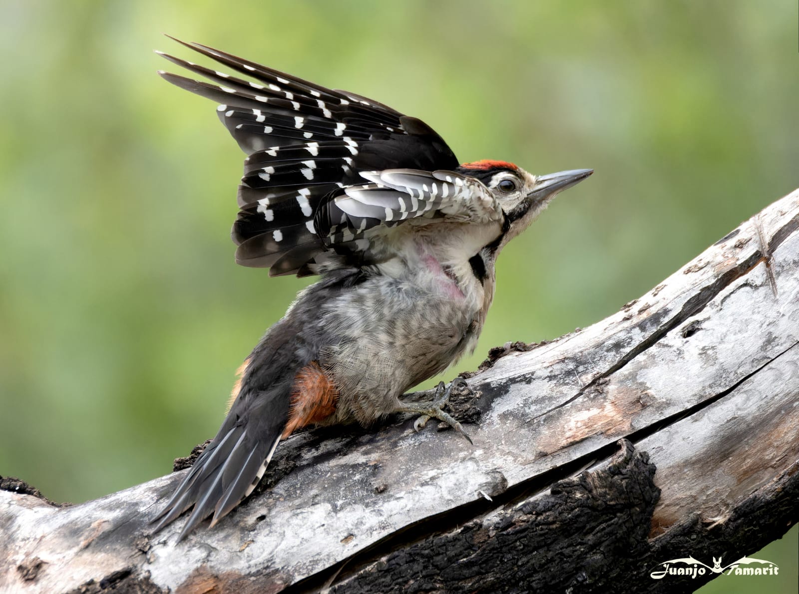 Dendrocopos major