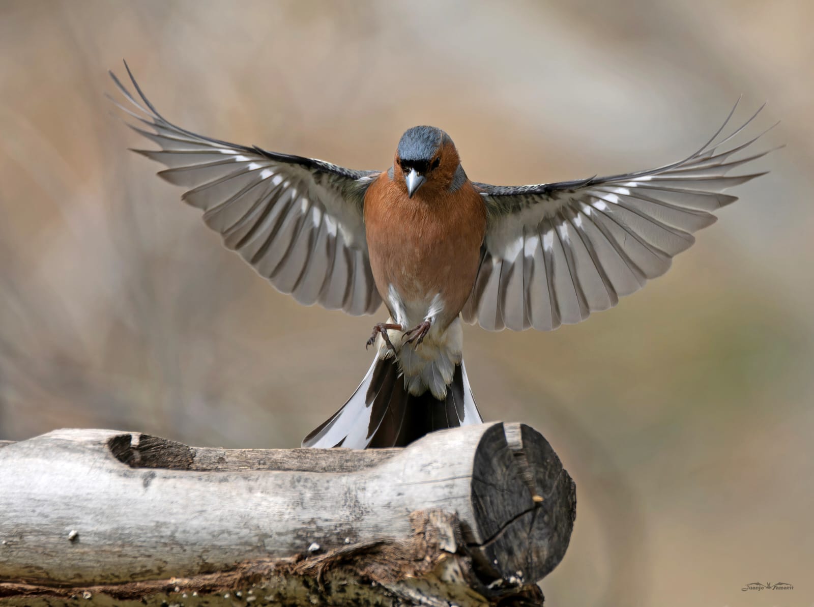 Fringilla coelebs